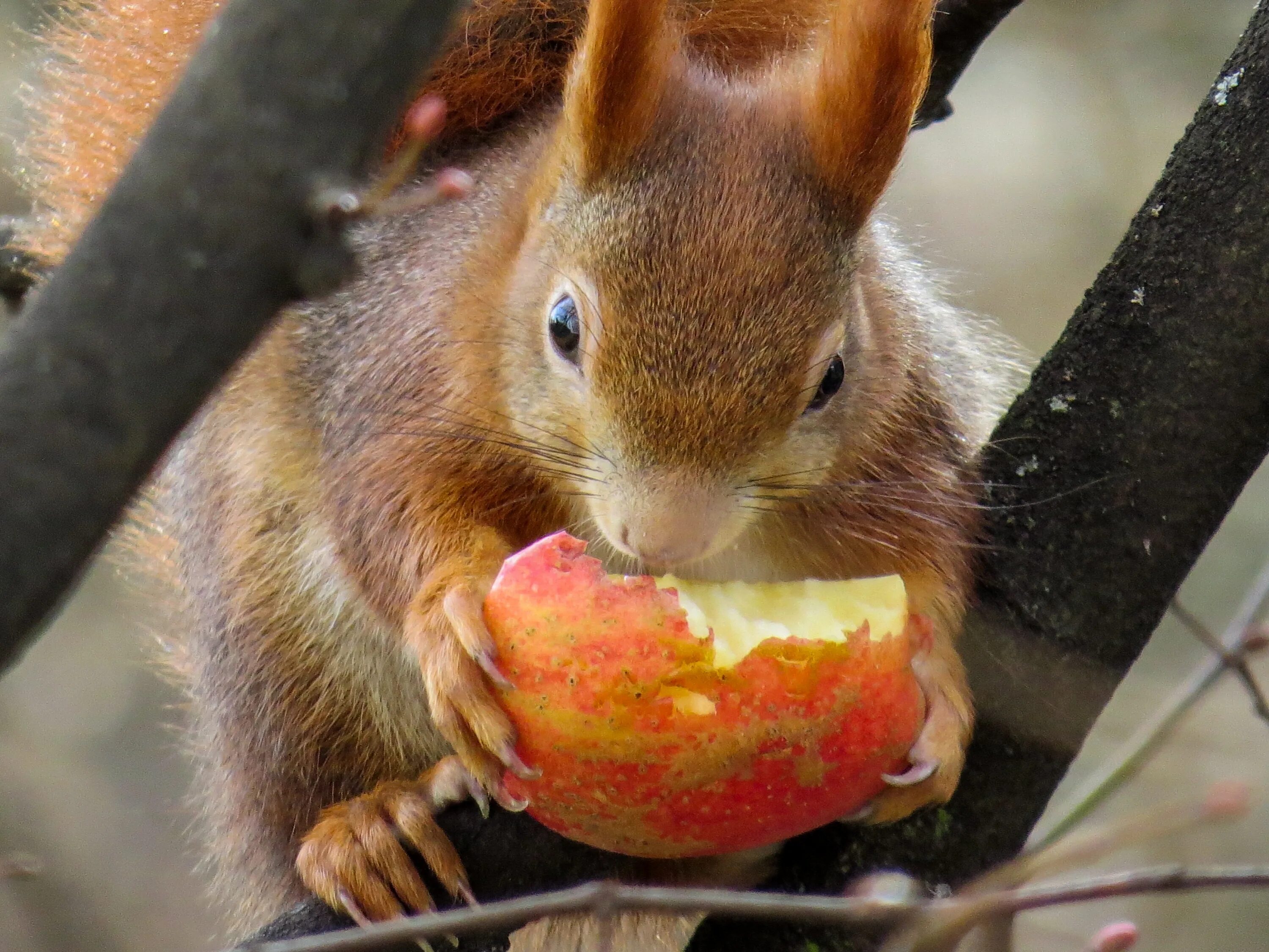 Картинка питание животных Squirrel nibbles an apple on a tree free image download