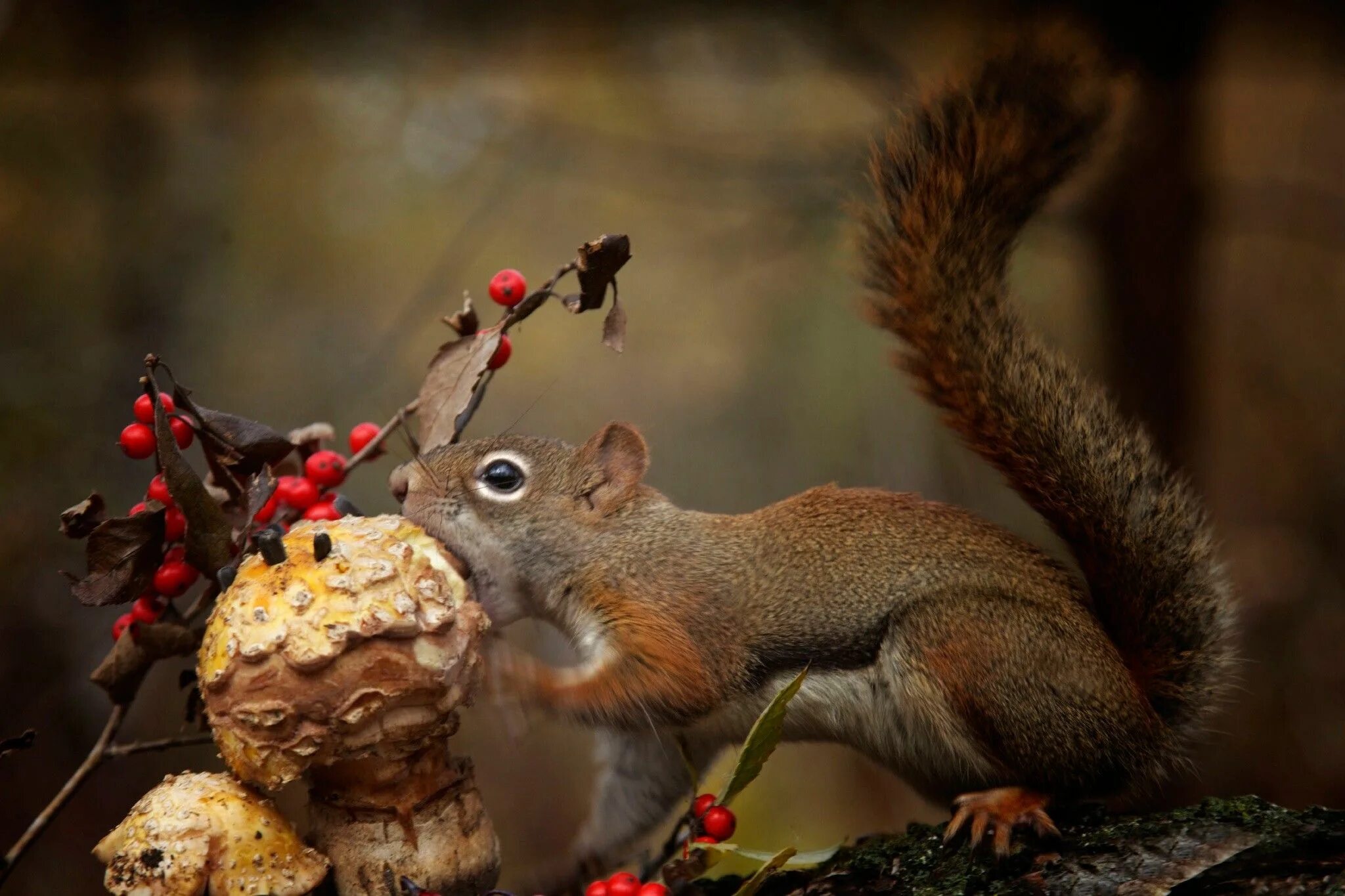 Картинка питание животных Adorable Squirrel Eating Mushroom