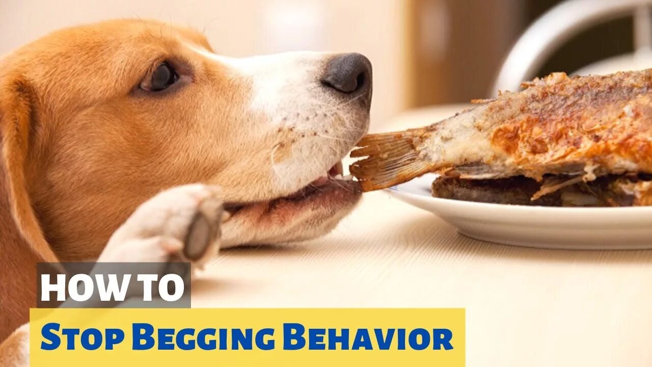 Картинка питание животных How to Stop your Dog From Begging for Food? - YouTube