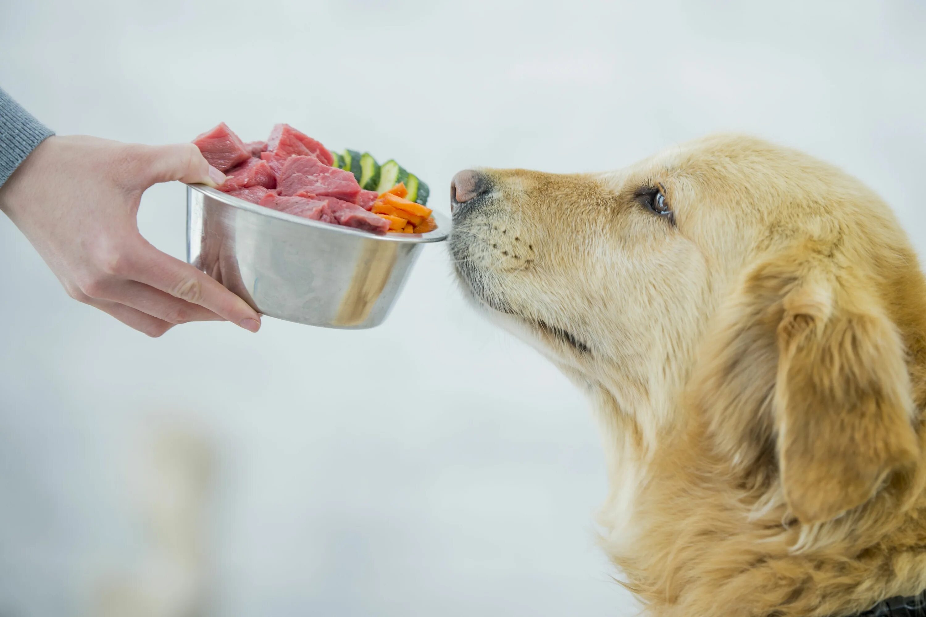 Картинка питание животных Which Vegetables Are Healthy for Dogs to Eat? Cuteness Dog food recipes, Homemad
