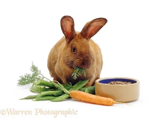 Картинка питание животных Brown female rabbit eating carrot tops photo Female rabbit, Rabbit repellent, An