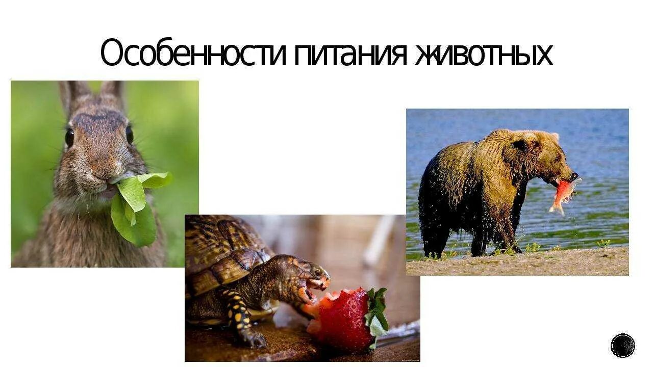 Картинка питание животных Питание животных и растений фото - Coffeebull.ru