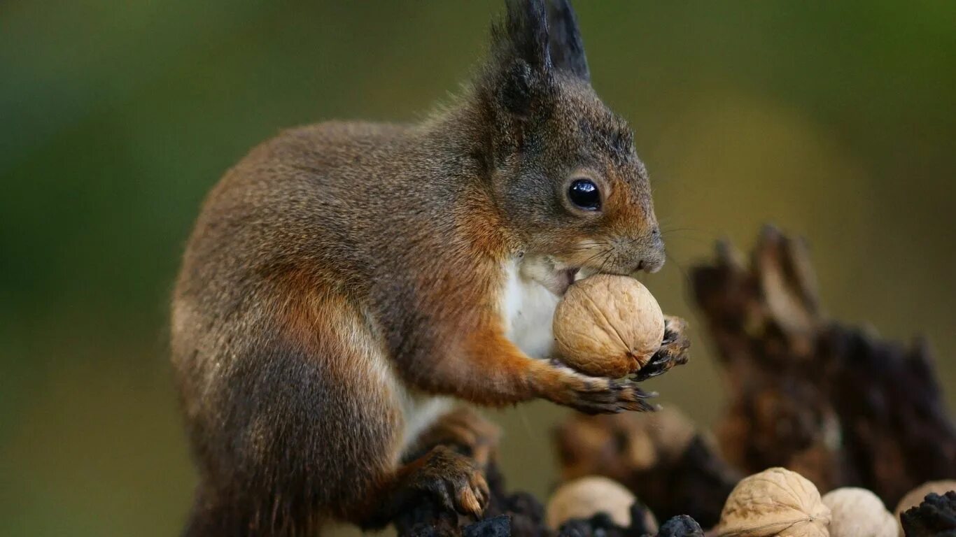 Картинка питание животных Download Wallpaper 1366x768 squirrel, nuts, food, animal laptop 1366x768 HD Back