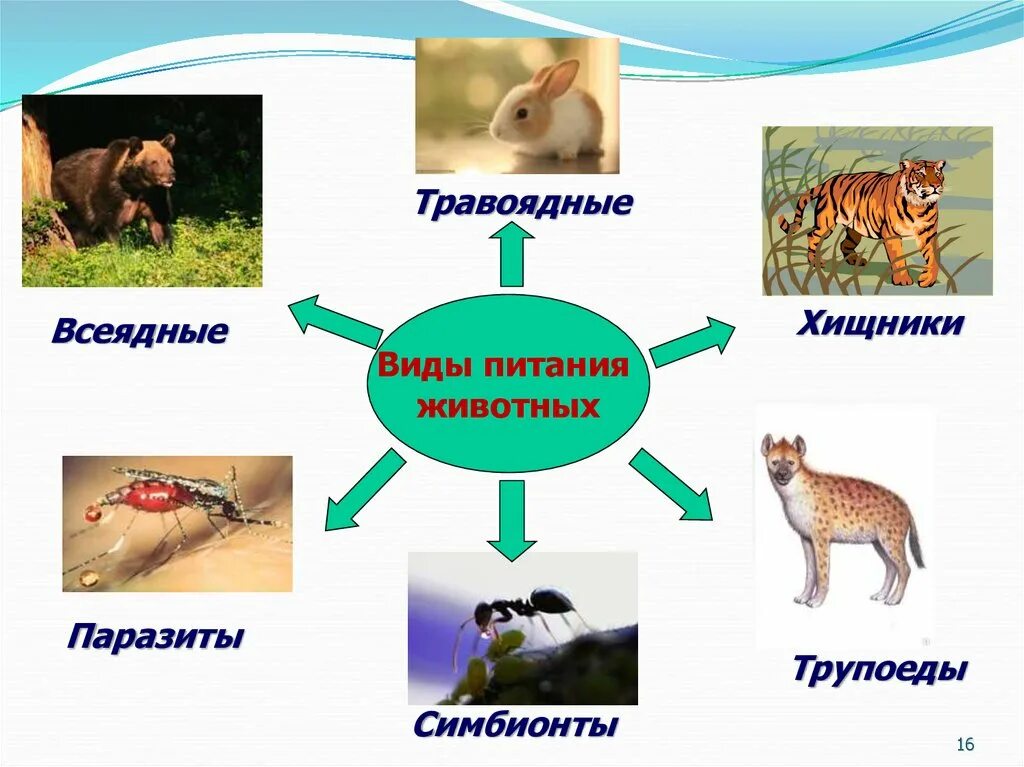 Картинка питание животных Какие различают по способу питания