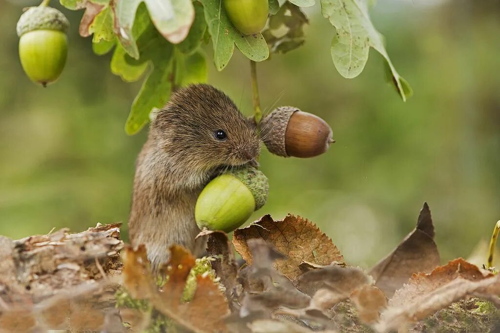 Картинка питание животных Field Vole (Microtus agrestis) Cute animals, Animals, Animals wild