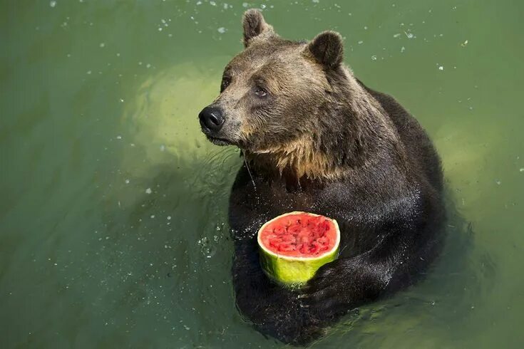 Картинка питание животных Animal Tracks: July 17 - 24 Brown bear, Animal photo, Animals