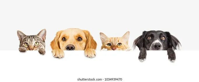 Картинка поиск животных Cute dog eyes, результатов - 484 930: фотографии без лицензионных платежей и сто