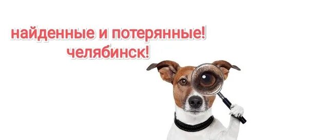 Картинка поиск животных ANIMAL ASSISTANCE POSTING INSTRUCTION ❗ So, if you really want to help, do some 