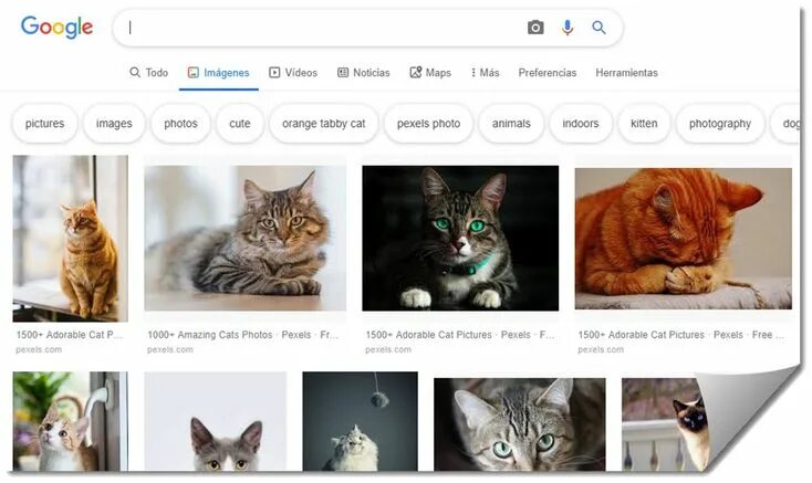 Картинка поиск животных Cómo buscar imágenes sin derechos de autor en Google Animals, Cats