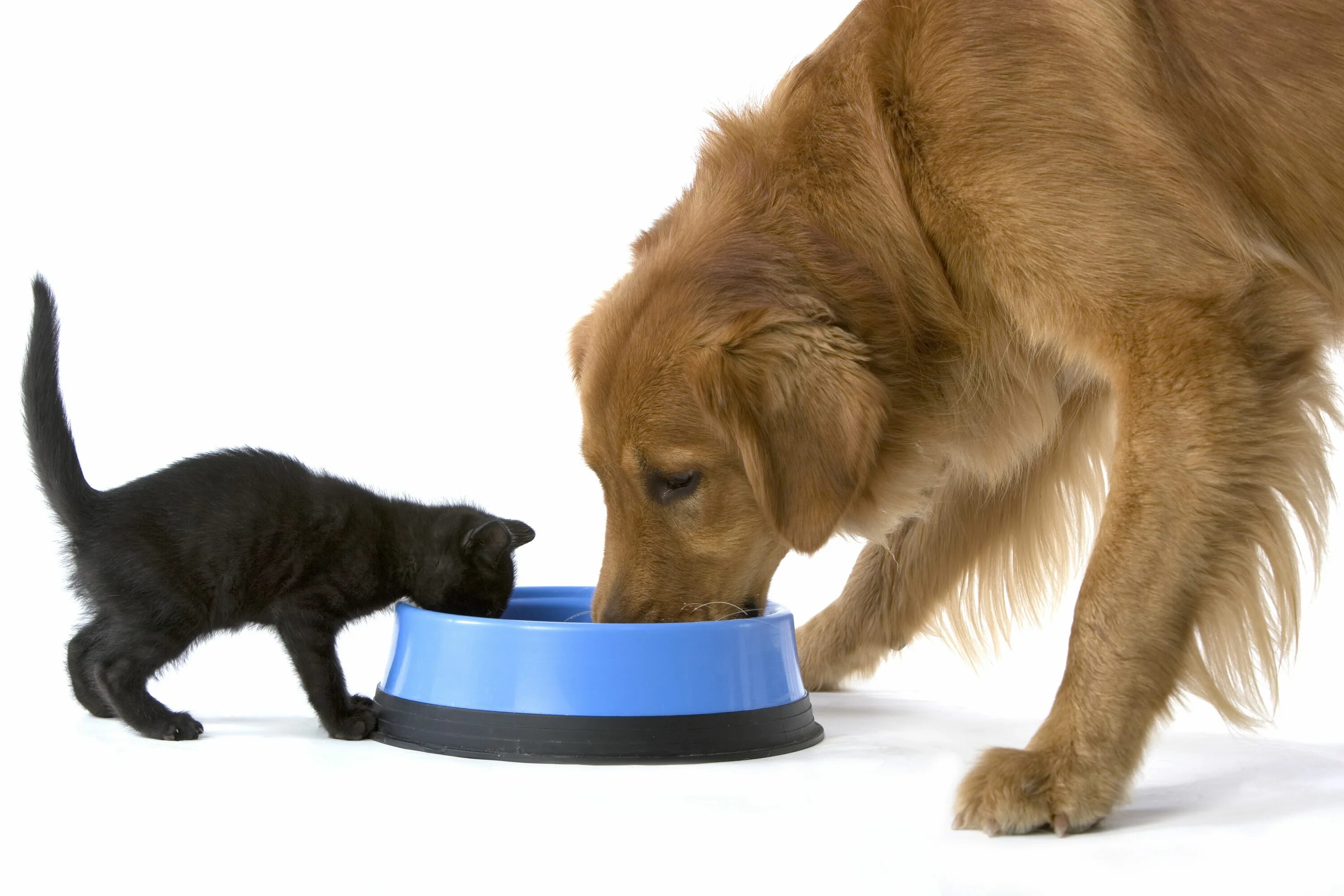 Картинка покорми животного The AIA 2030 Commitment: Sharing Pet food packaging, Healthy pet treats, Food an