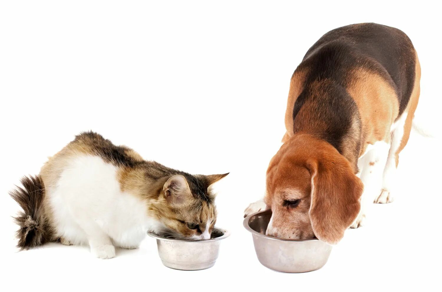 Картинка покорми животного How to Get Free Cat and Dog Food