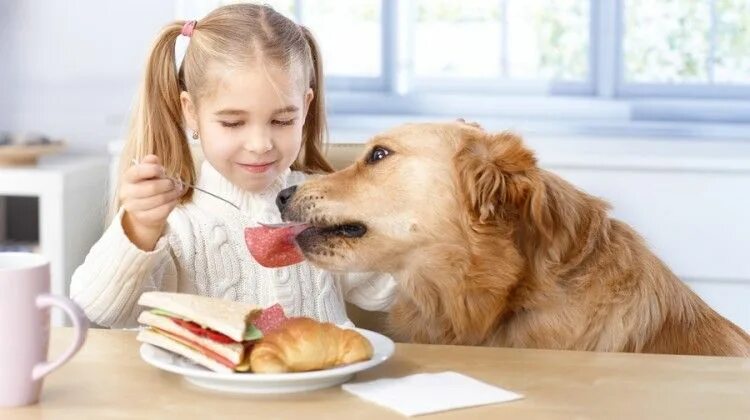 Картинка покорми животного Pin on DOGS CATS CHILDREN