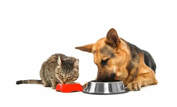 Картинка покорми животного Dog And Cat Eating Зображення - огляд 62,876 Стокові фото, векторні зображення й