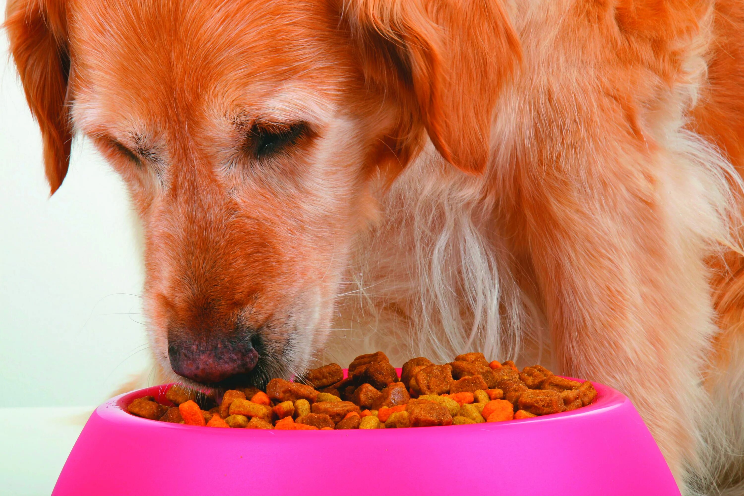 Картинка покорми животного Beware of toxic festive food - Dogslife. Dog Breeds Magazine