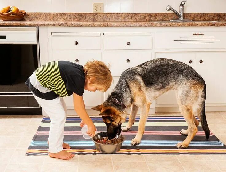 Картинка покорми животного giving dog food Dogs, Pets, Dog food brands