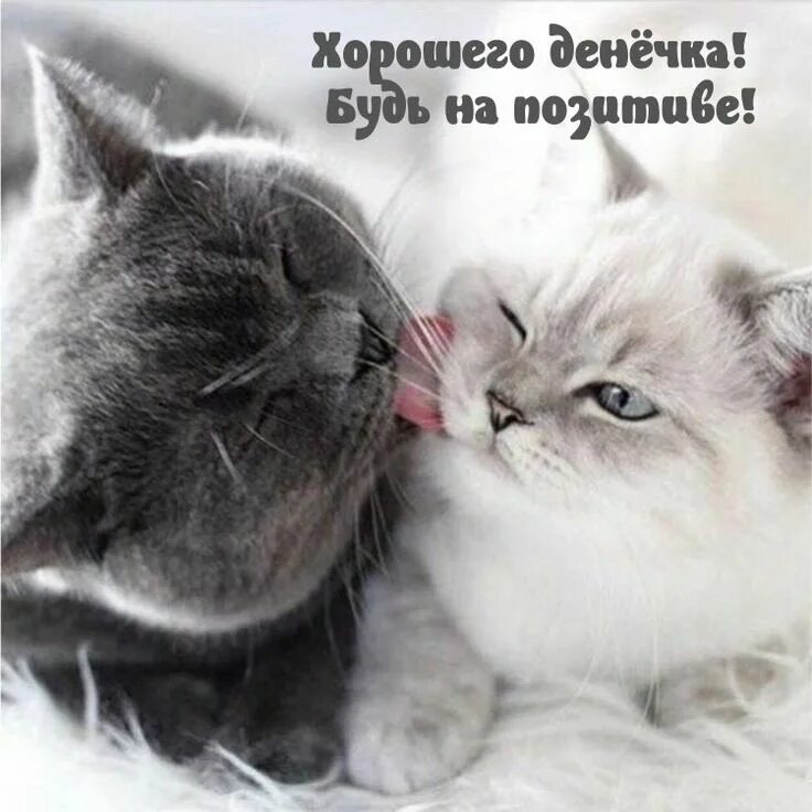 Картинка поцелуй животных Pin on Доброе утро, день Cats, Animals, Memes