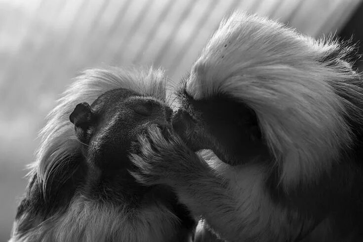Картинка поцелуй животных animali-che-si-baciano-san-valentino-20 Cute animals kissing, Animals kissing, A