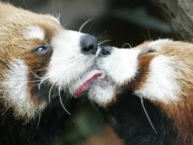 Картинка поцелуй животных Please follow #iloveredpandas An Adorable Kiss #redpanda #panda #cutebear #bear 