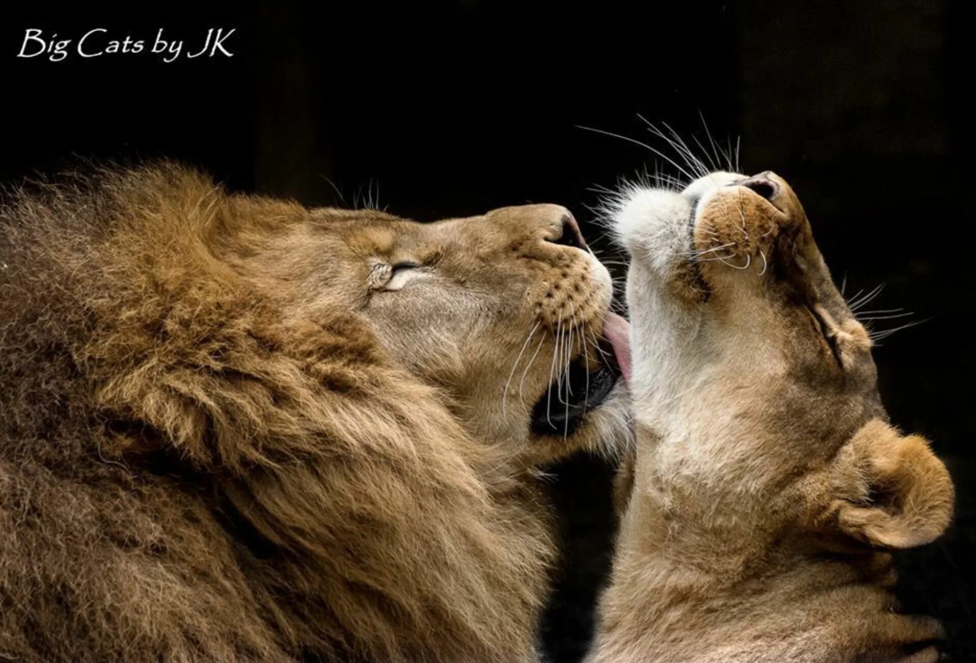 Картинка поцелуй животных She’s into it: Male lion bestows an affectionate kiss on his lioness. Lion love,
