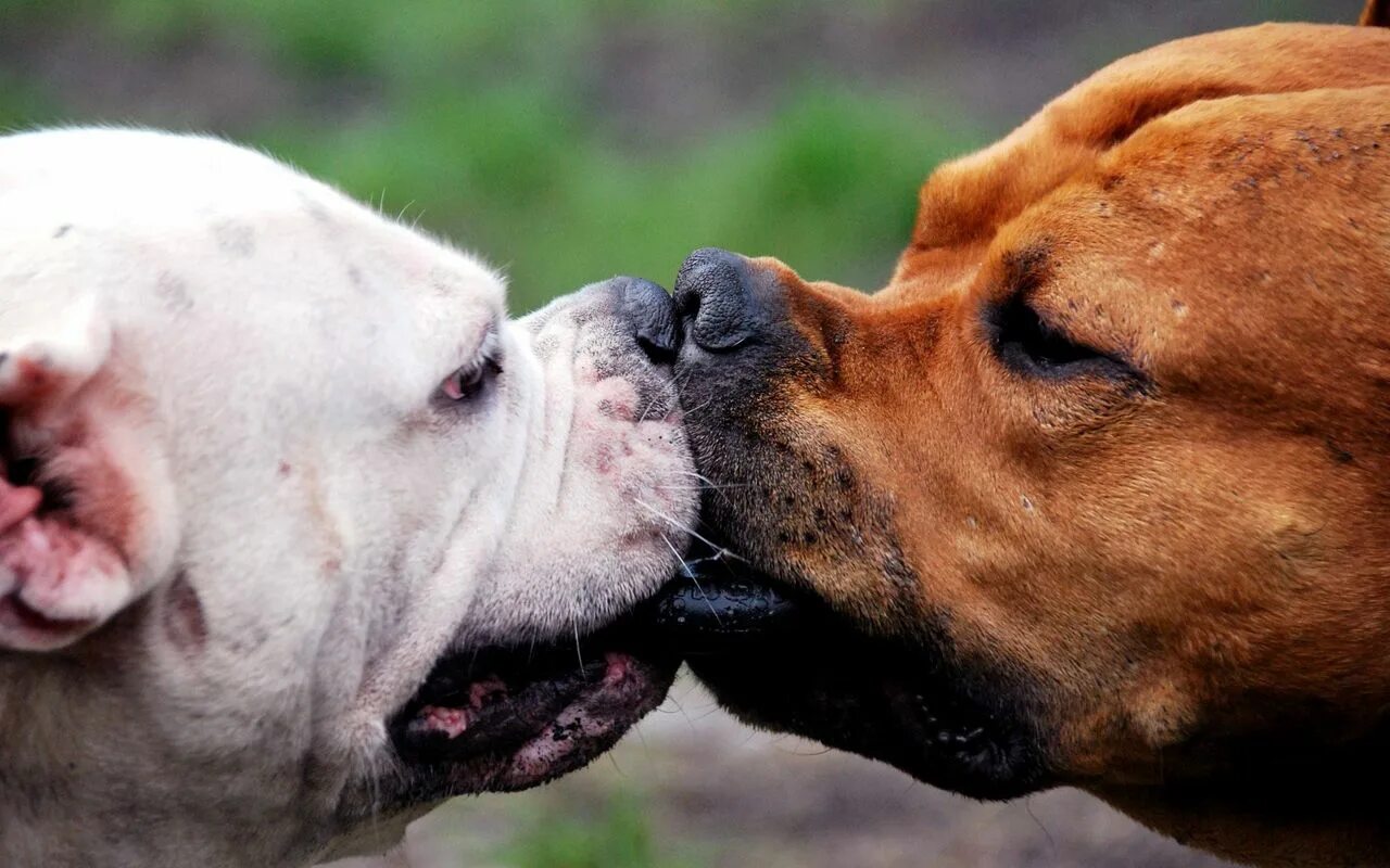 Картинка поцелуй животных Download wallpaper 1280x800 dog, muzzles, kiss, fight widescreen 16:10 hd backgr