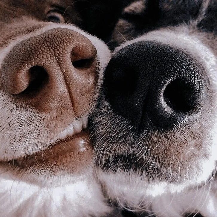 Картинка поцелуй животных Pin on aesthetic * my sister Cute animals, Baby animals, Sweet animals