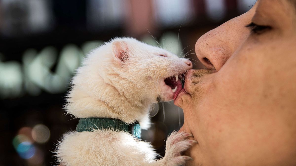 Картинка поцелуй животных Is It OK to Kiss Your Pets on the Mouth? HowStuffWorks