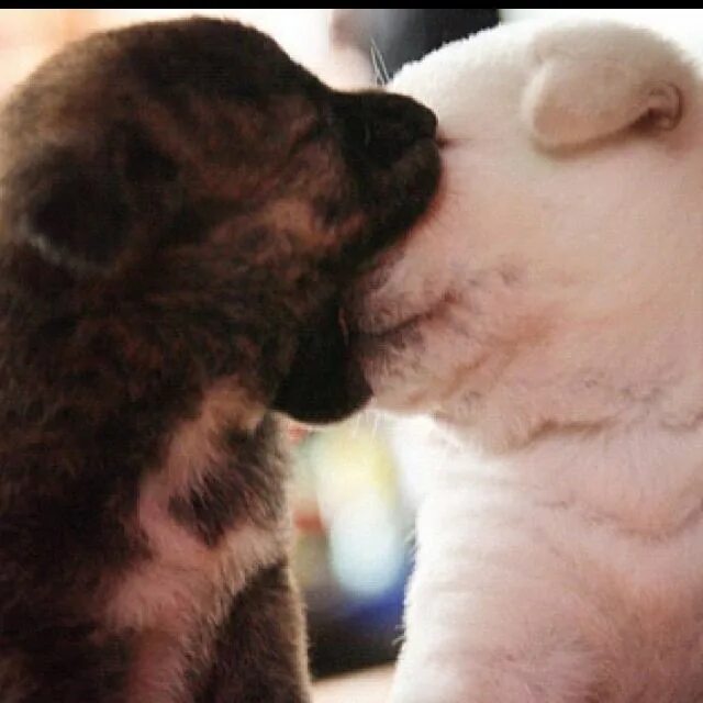Картинка поцелуй животных Cutest thing Cute animals, Puppy biting, Super cute animals