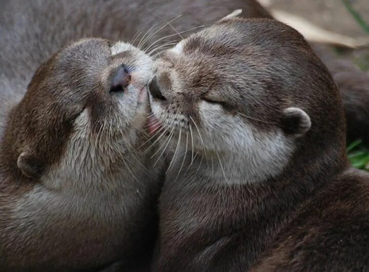 Картинка поцелуй животных Pin by Ramona Meurling on Otter Couples Otters cute, Animals, Baby otters