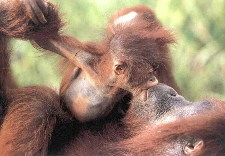 Картинка поцелуй животных I love my Mom. Animals kissing, Funny animals, Animals