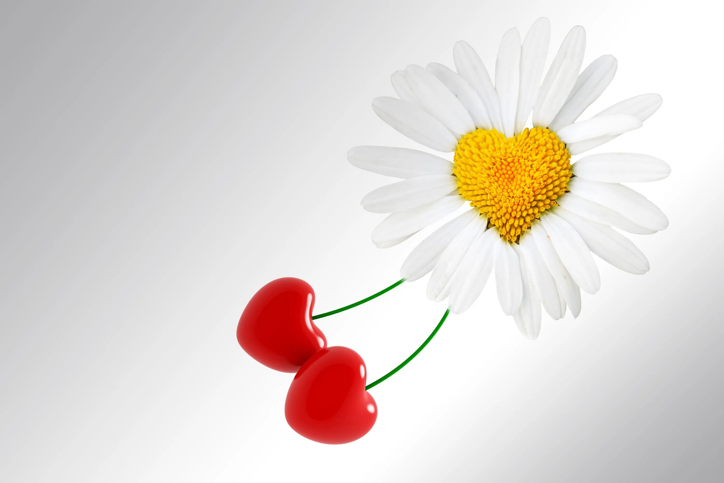 Картинка пожелать хорошего дня мужчине Обои valentines day, love, цветок, heart, фон, ромашка, день святого валентина, 