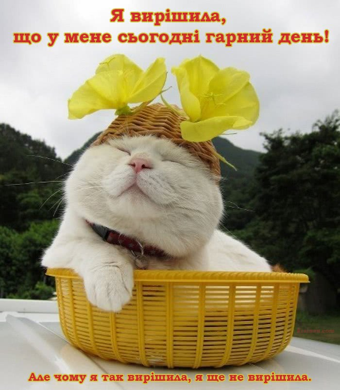 Картинка позитивного дня смешная Картинки Гарного дня! Cat art, Animals and pets, Animals