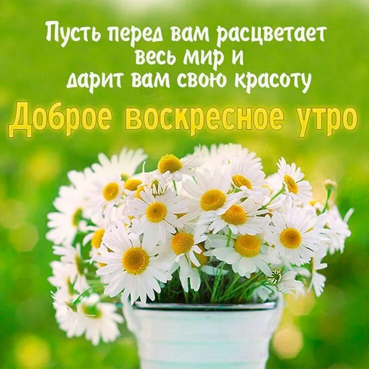 Картинка позитивной недели Летняя картинка с добрым утром воскресенья
