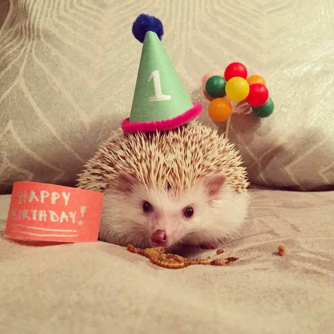 Картинка прикольный ежик с днем рождения Cheeky hedgehogs steal the limelight on Instagram with owners posting HUNDREDS o