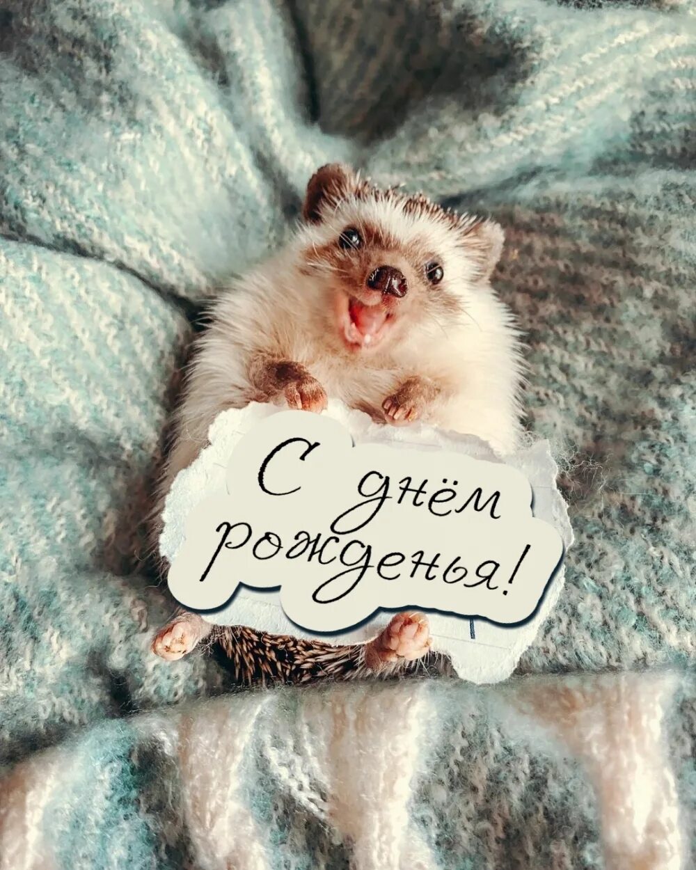Картинка прикольный ежик с днем рождения Картинки с надписью - Смешной ежик поздравляет с днем рождения.