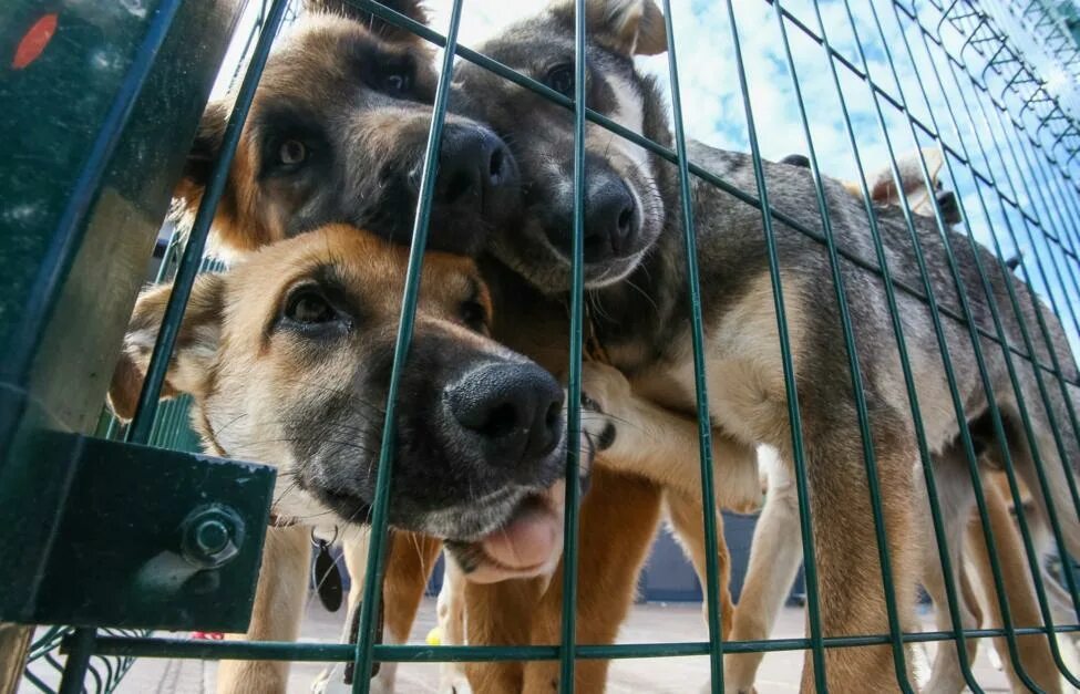 Картинка приют для бездомных животных Ответственное обращение с животными: реализация детских проектов в Ленинградской