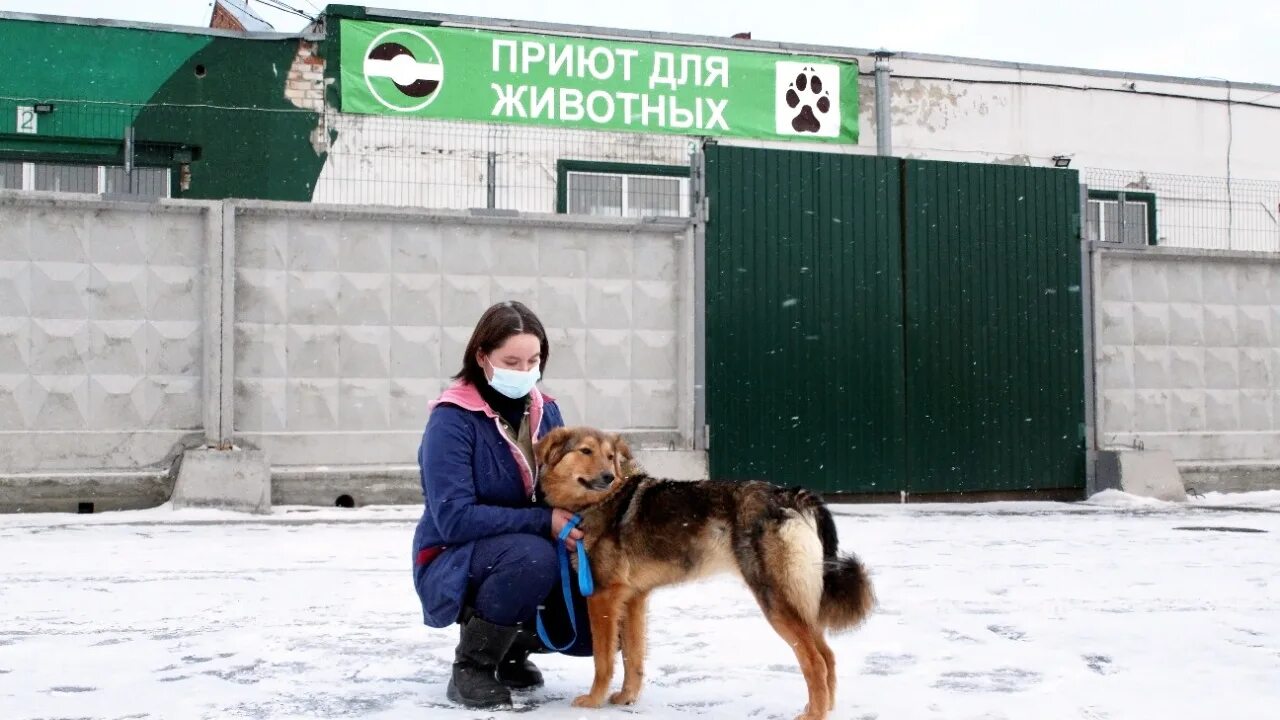 Картинка приют для бездомных животных Бродячие Псы: последние новости на сегодня, самые свежие сведения Е1.ру - новост