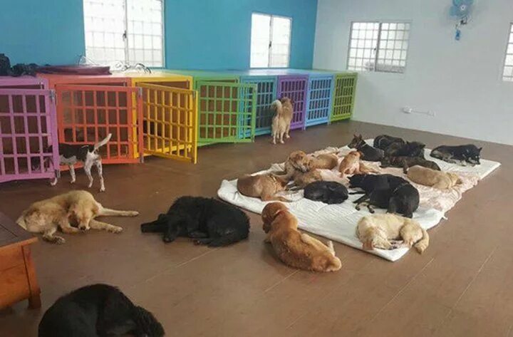 Картинка приют для бездомных животных Perros durmiendo Perros durmiendo, Perros, Amantes de los perros