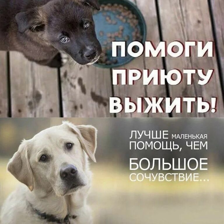 Картинка приют для бездомных животных До 28 ноября проходит благотворительная онлайн акция "Добрый Железногорск"