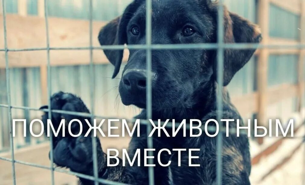 Картинка приют для бездомных животных Хвостикам- новое жилье! Planeta