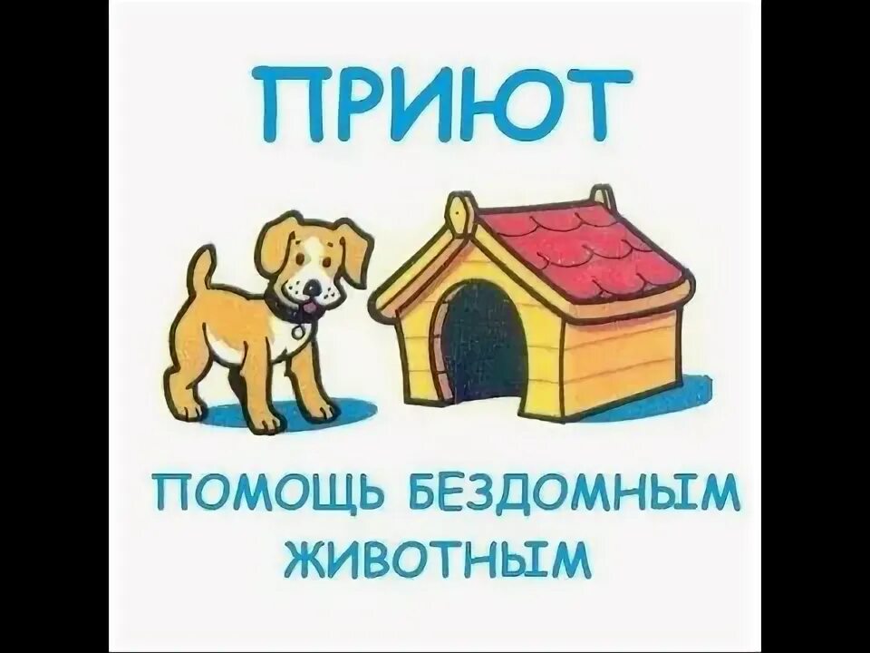 Картинка приют для бездомных животных Поездка в приют для бездомных животных в Некрасовке - YouTube
