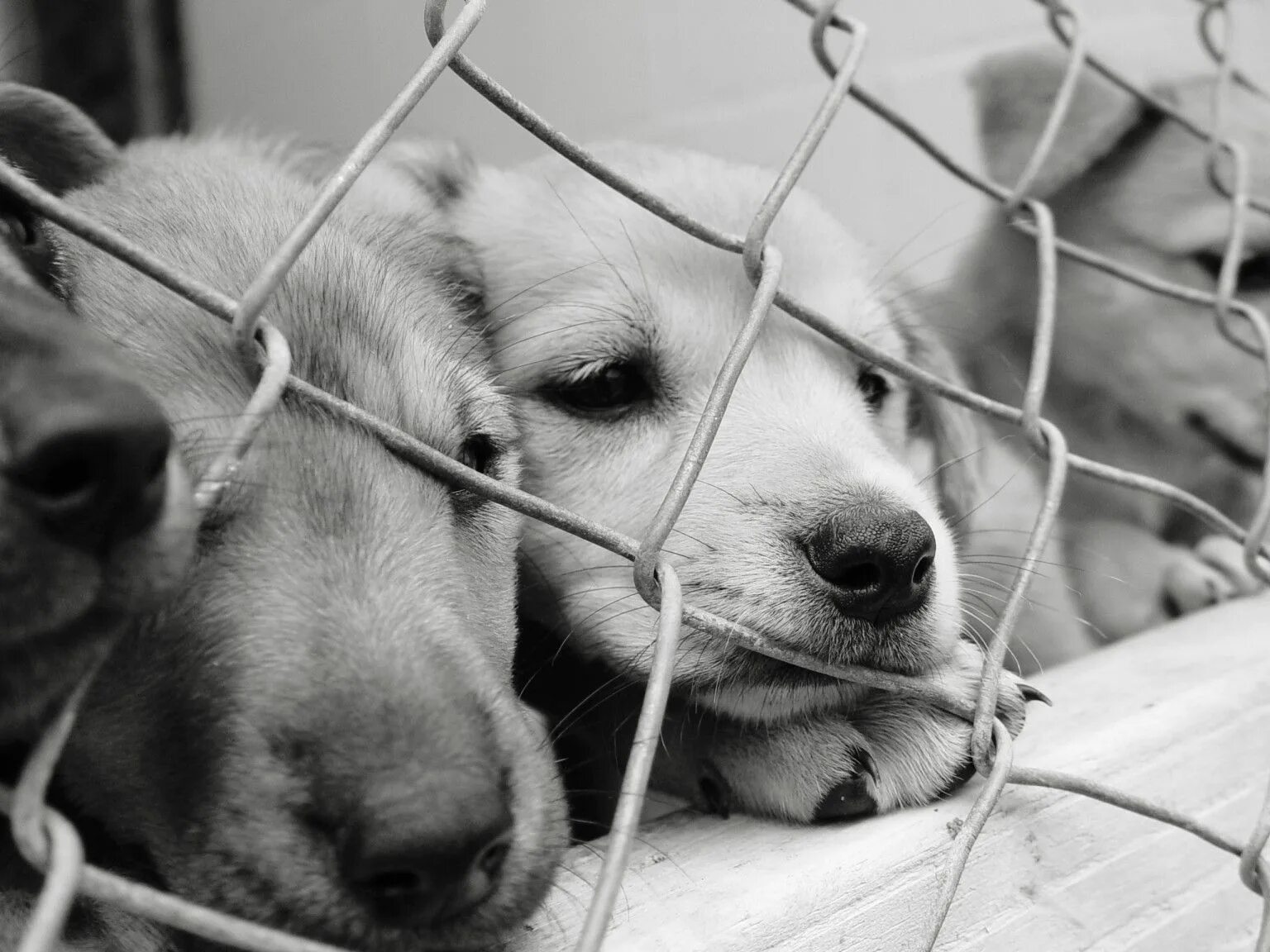 Картинка приют для бездомных животных Pin on Adoptable Animals/Rescue Animals