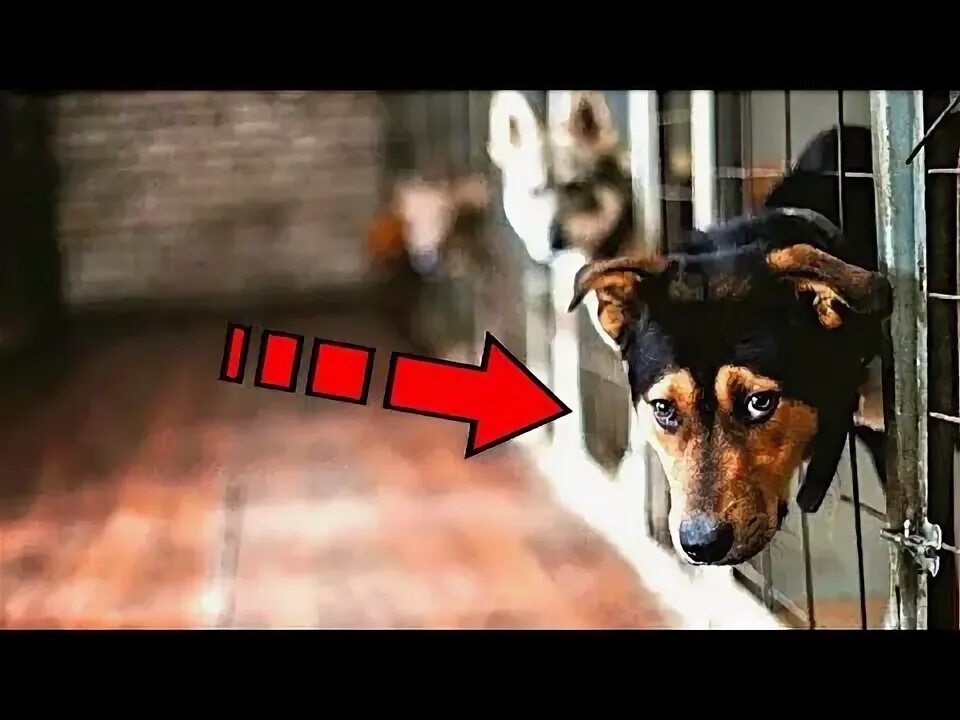 Картинка приют для бездомных животных Щенка отдали в приют. Он плакал и смотрел вслед уходящим хозяевам! - YouTube