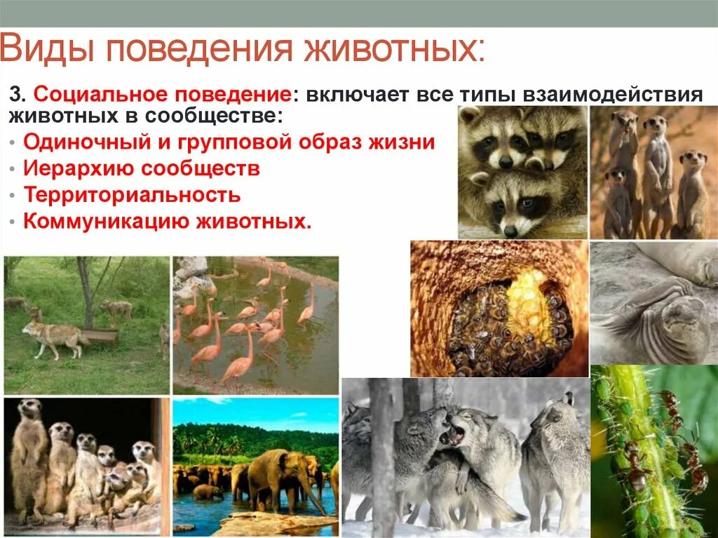 Картинка признаки животных Поведение человеческих особей: найдено 88 изображений