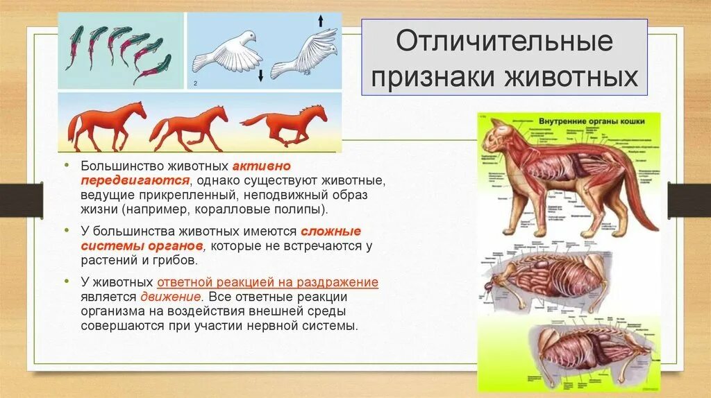 Картинка признаки животных Сложное поведение млекопитающих связано с развитием - найдено 74 картинок