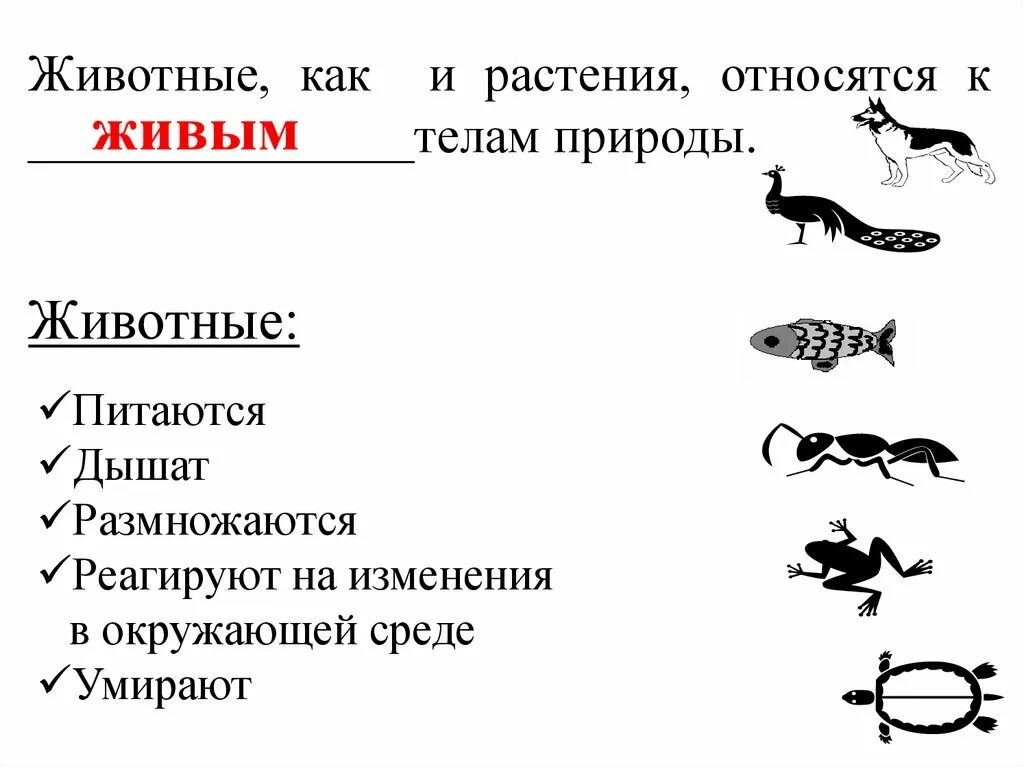 Картинка признаки животных Картинки 3 ОБЩИХ ПРИЗНАКОВ ЖИВОТНЫХ