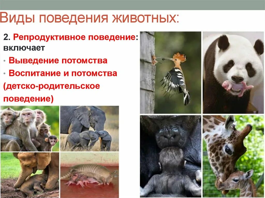Картинка признаки животных Картинки ОПРЕДЕЛЕНИЕ ПОВЕДЕНИЮ ЖИВОТНЫХ