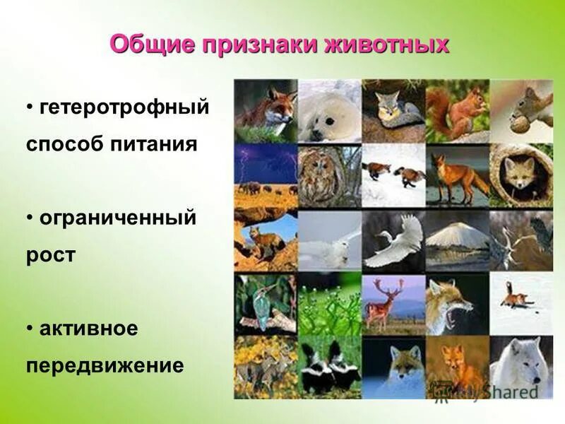 Картинка признаки животных Царство, Тип, Класс, Отряд, Семейство, Род: Визуальная классификация Эко-фокус Ф