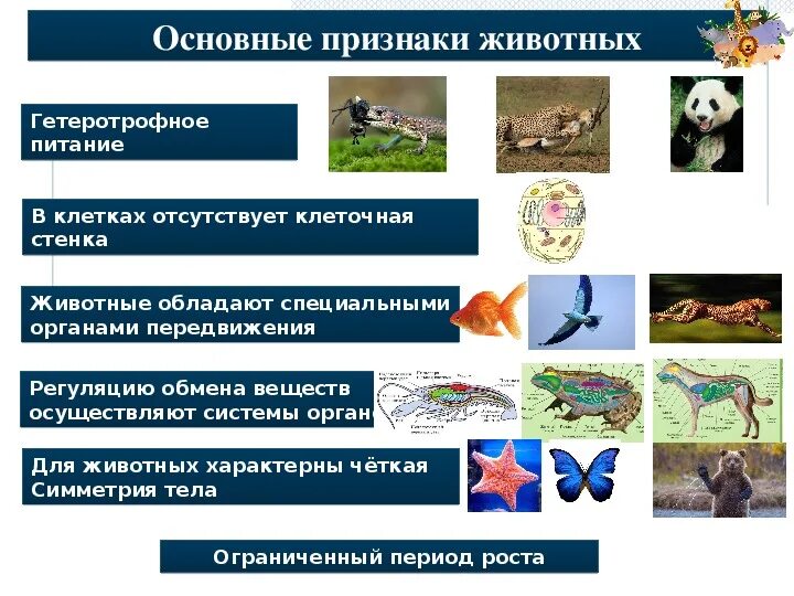 Картинка признаки животных Презентация Зоология-наука о животных