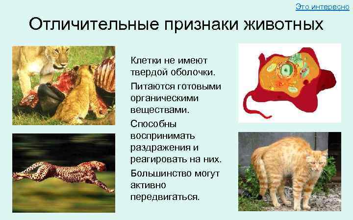 Картинка признаки животных Картинки ГЛАВНЫЕ ПРИЗНАКИ ЖИВОТНЫХ
