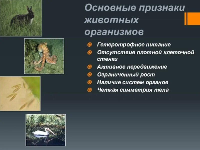 Картинка признаки животных Картинки ПРИЗНАКИ ЖИВОТНЫХ ПЯТЫЙ КЛАСС